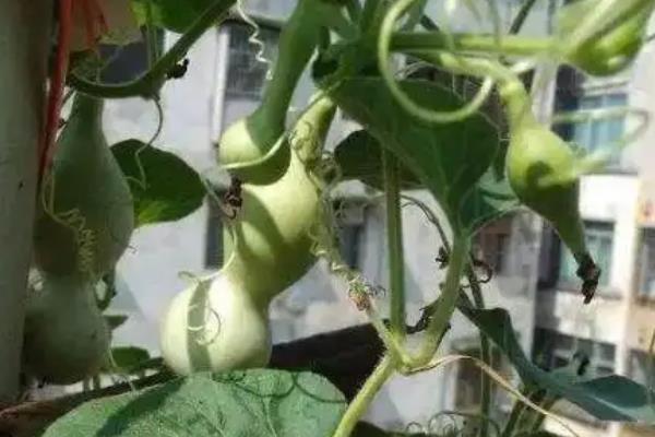 家里种葫芦好不好