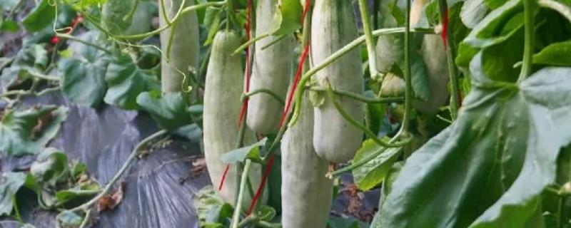 羊角蜜甜瓜种植时间