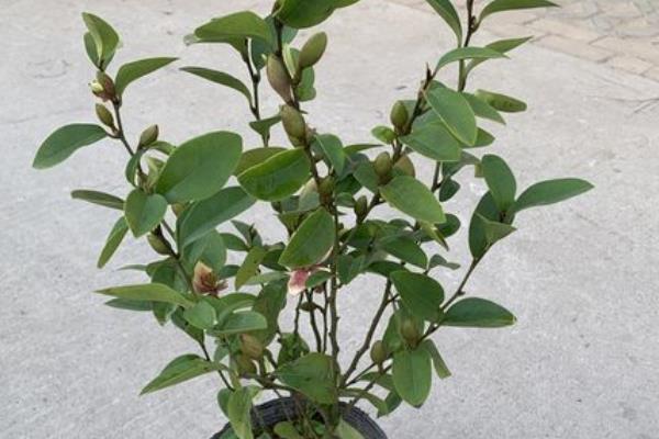 什么花香好闻又清香