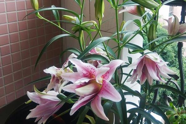 什么花香好闻又清香