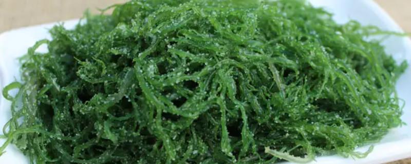 龙须菜为什么有白色有绿色的