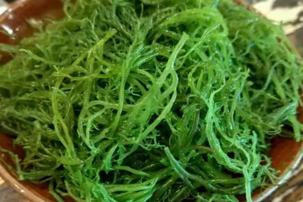 龙须菜为什么有白色有绿色的
