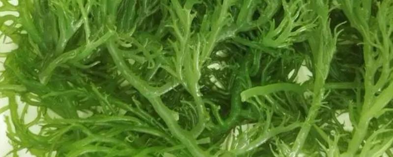 龙须菜是什么样子的