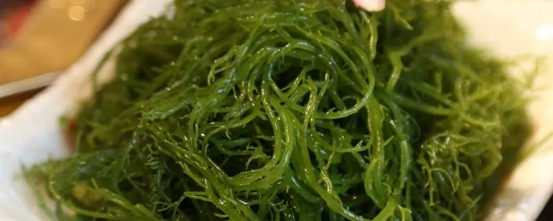 龙须菜生长在什么地方