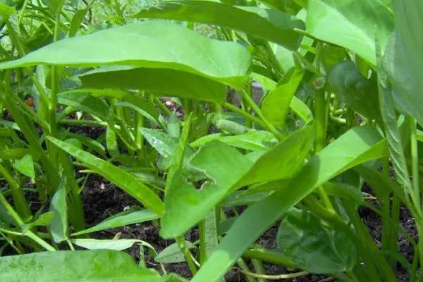 芒种种植什么农作物