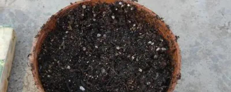鸡粪肥怎么放入花盆里