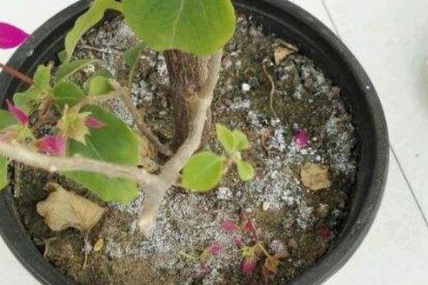 鸡粪肥怎么放入花盆里