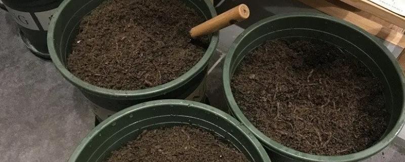 花盆里放蚯蚓好不好
