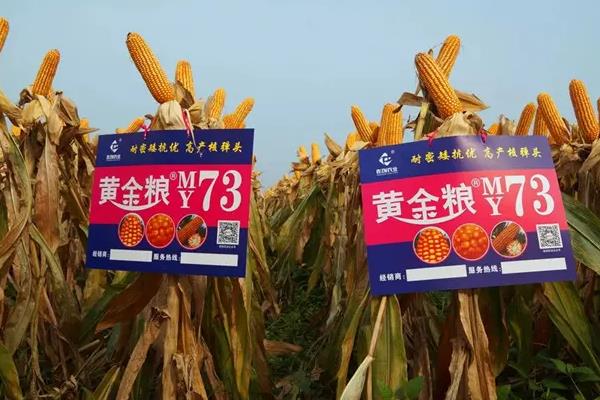 黄金粮玉米种子简介