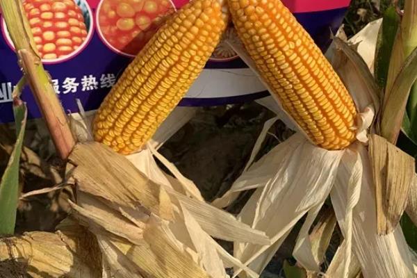 黄金粮玉米种子简介