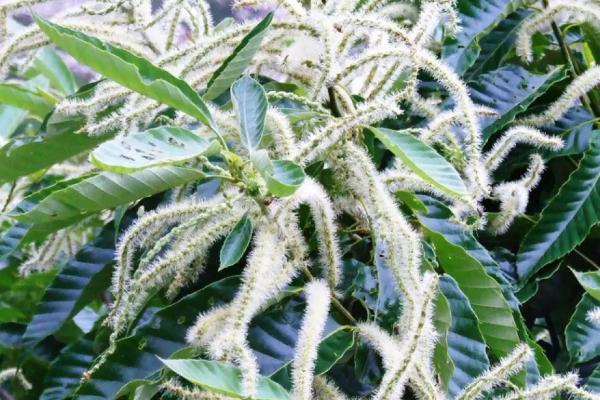 栗子花味是什么味道