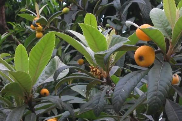 施枇杷树施肥为啥要加入石灰