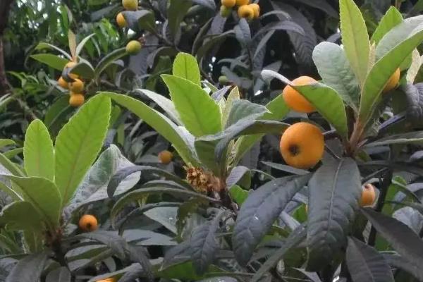 施枇杷树施肥为啥要加入石灰