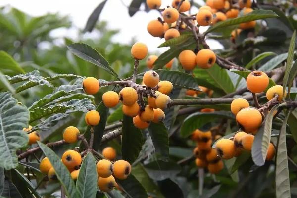 施枇杷树施肥为啥要加入石灰