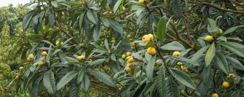 枇杷几年开花结果