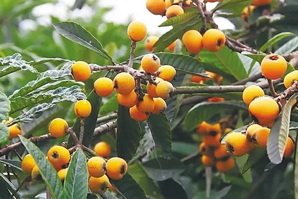 枇杷几年开花结果