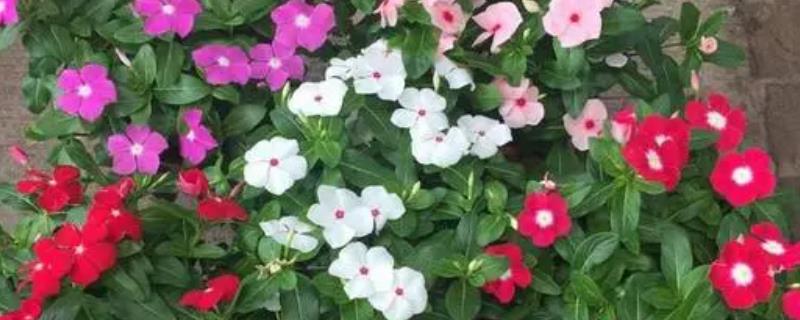 家里养长春花不吉利