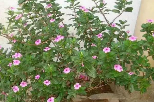 家里养长春花不吉利