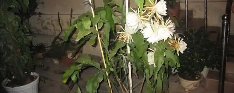 昙花开风水代表什么预兆