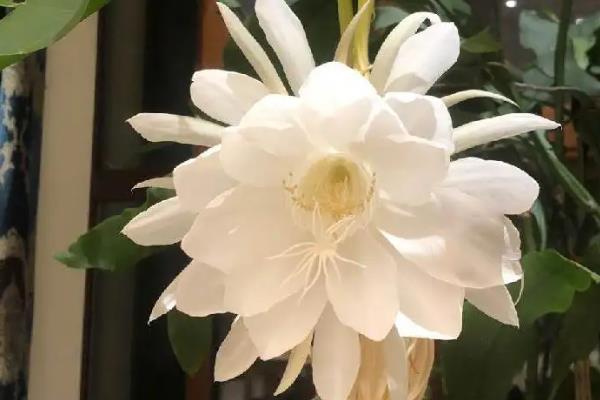 昙花开风水代表什么预兆