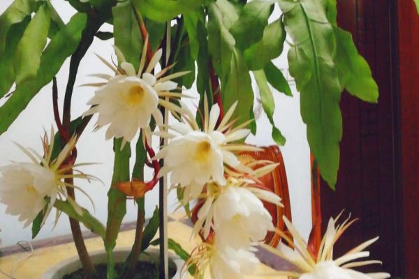 昙花开风水代表什么预兆