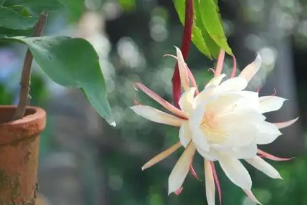 昙花开风水代表什么预兆