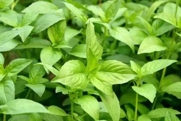 荆芥是什么菜