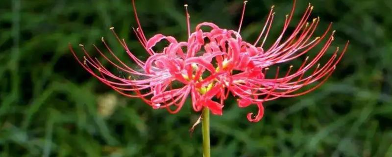 彼岸花花期