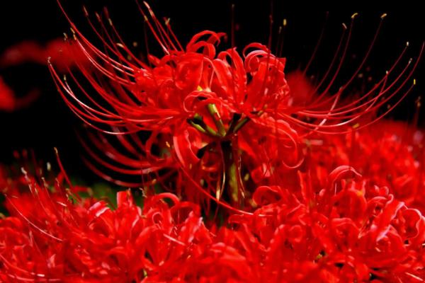 彼岸花花期