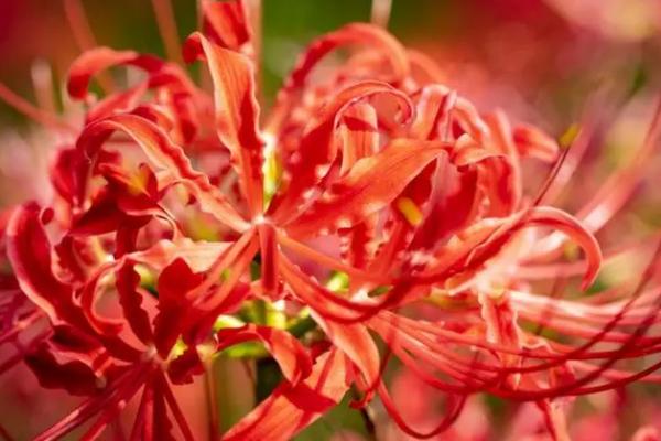 彼岸花花期