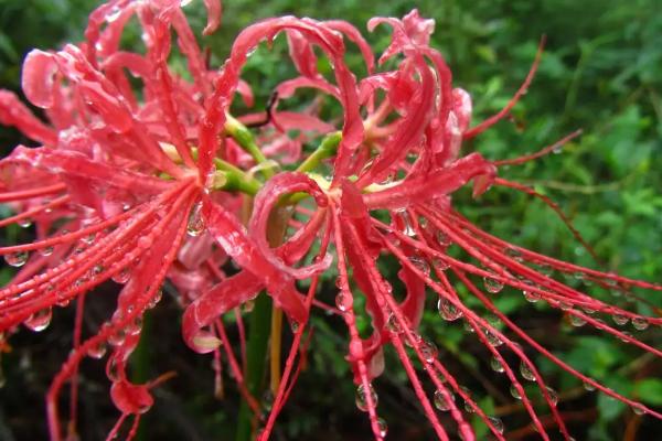 彼岸花花期