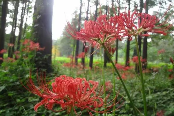 彼岸花什么时候开花
