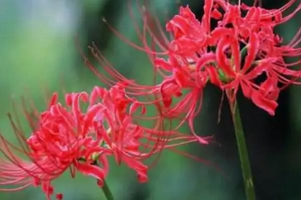 彼岸花什么时候开花