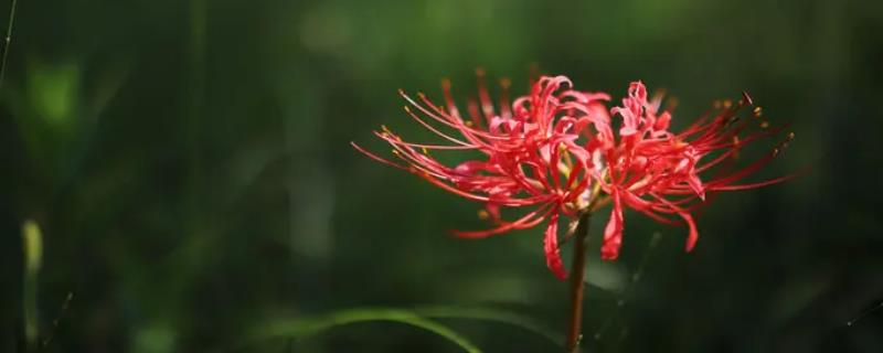 彼岸花的寓意和花语