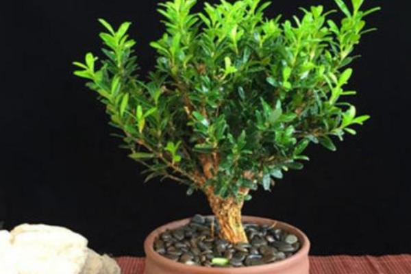 小叶赤楠的风水禁忌