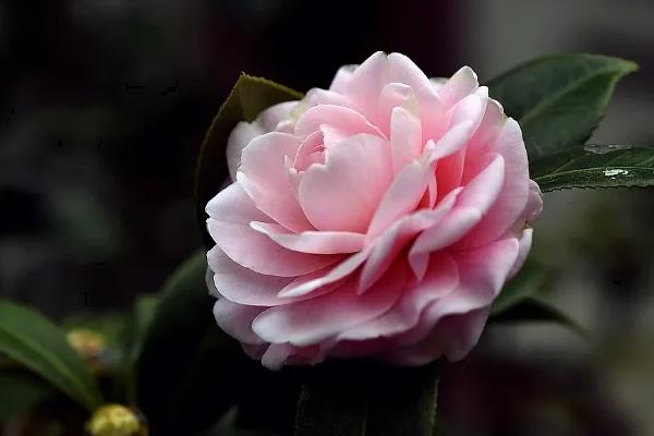 什么花的花语是我们和好吧