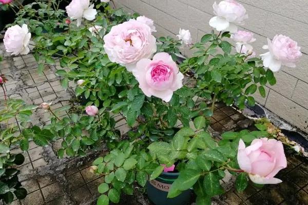伊芙系列月季哪个最值得种