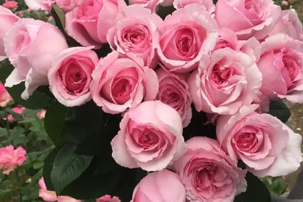 伊芙系列月季哪个最值得种