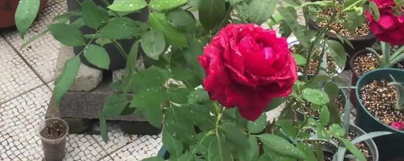 詹尼斯月季特点