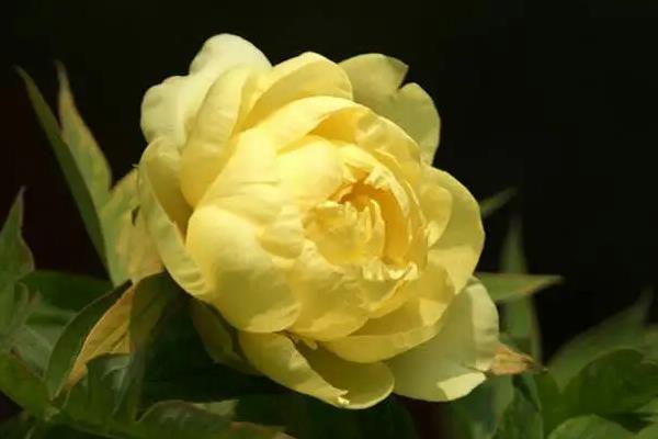 牡丹花十大名贵品种