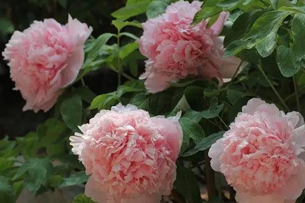 牡丹花十大名贵品种