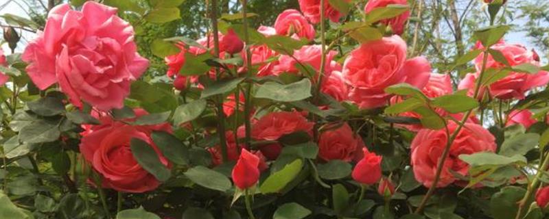 月季花是玫瑰花吗
