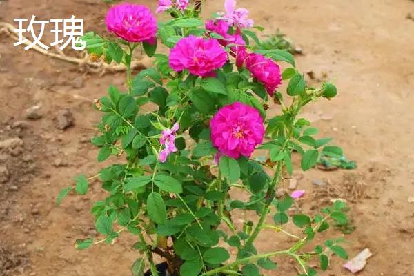 月季花是玫瑰花吗