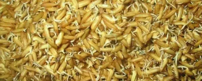 水稻种子催芽注意事项