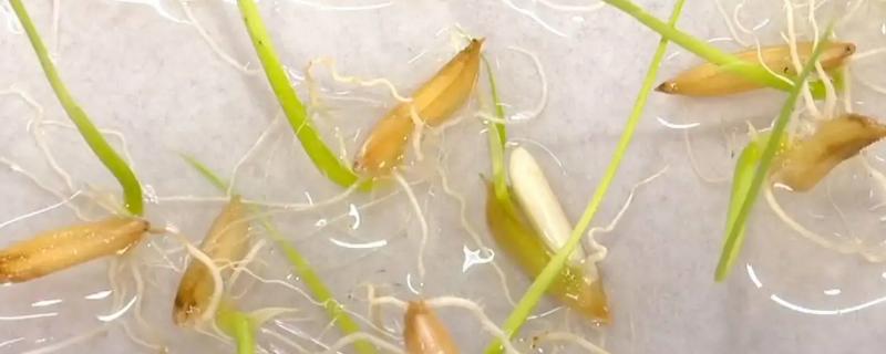 水稻种子催芽方法