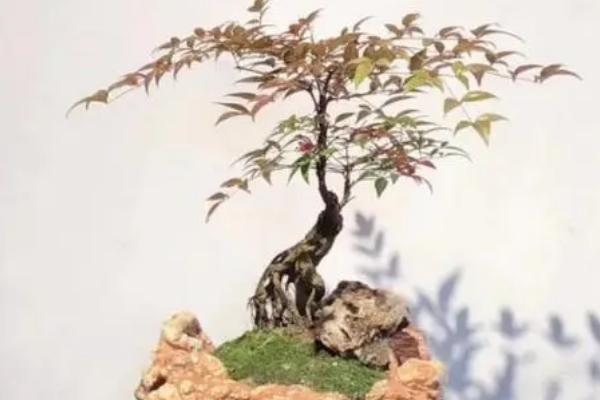 盆栽南天竹能在室外过冬吗