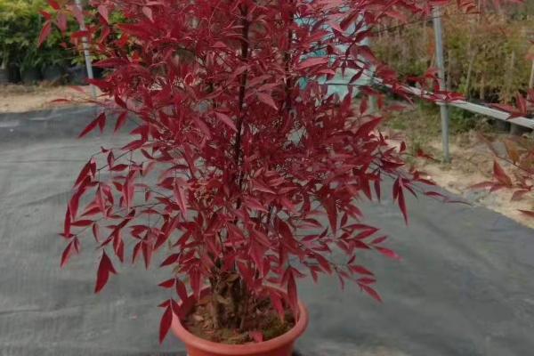 盆栽南天竹能在室外过冬吗