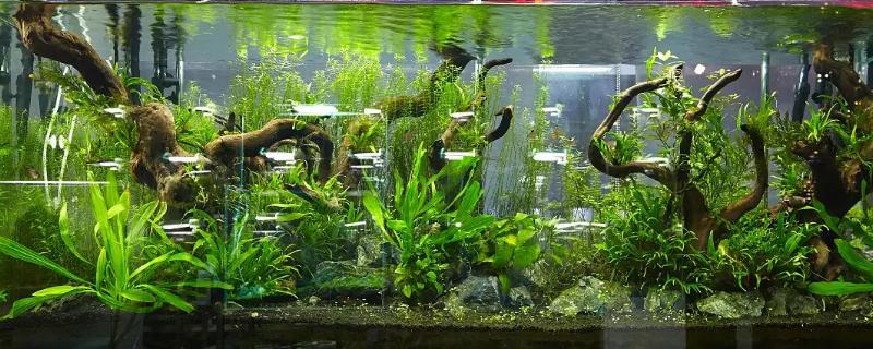 鱼缸水草种植方法