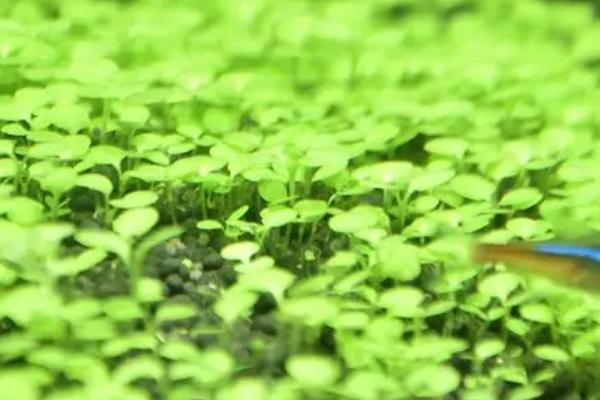 鱼缸水草种植方法