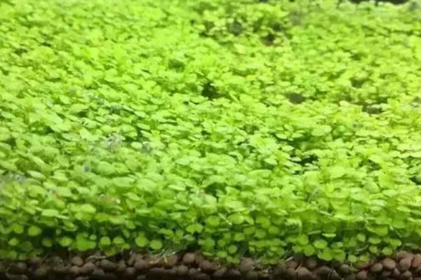 鱼缸水草种植方法